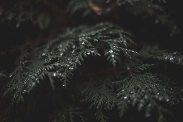 Que peut-on attendre de la dark romance de Noël ?