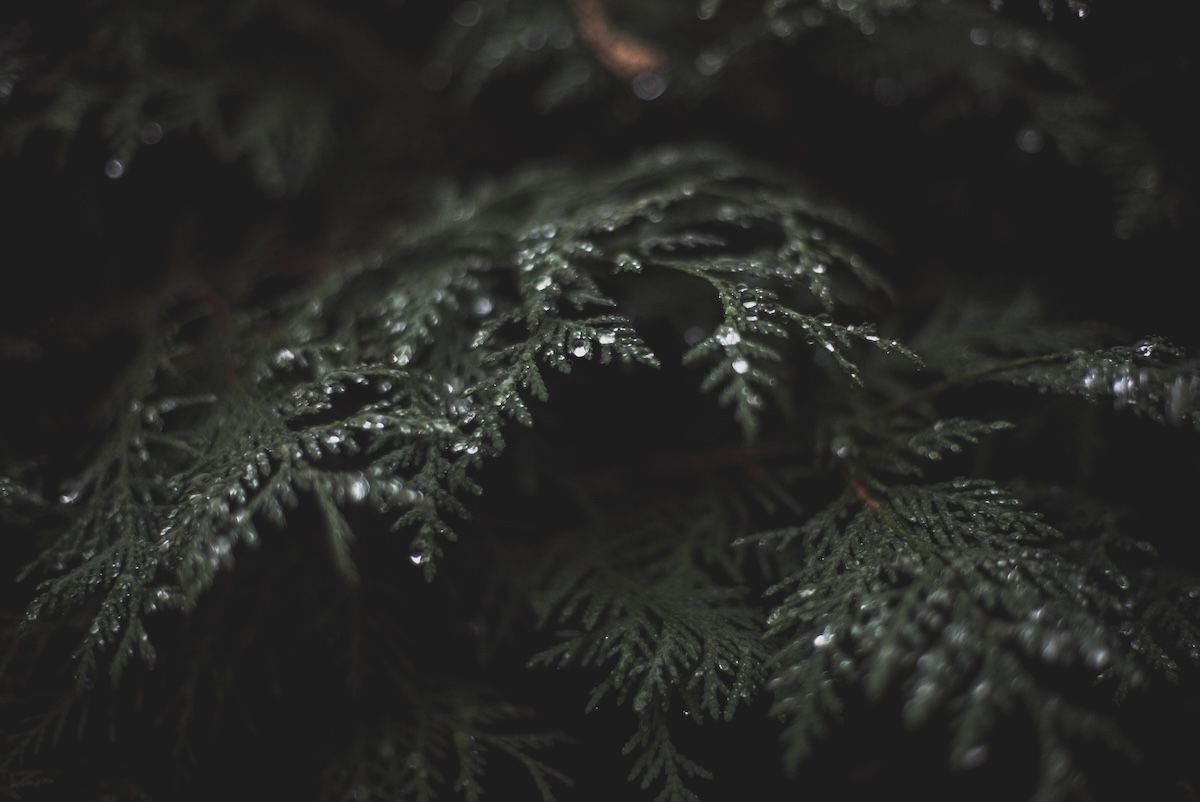 Que peut-on attendre de la dark romance de Noël ?